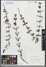 Foto von Salix amplexicaulis Bory